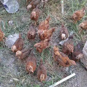 Чучахои зоти, Хуҷанд