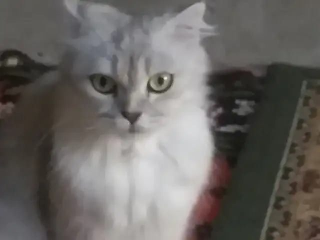 Гурба, Душанбе