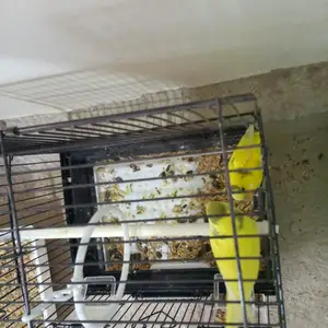 Попугай, Душанбе