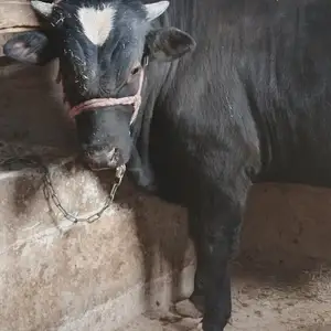 Гусола, Худжанд