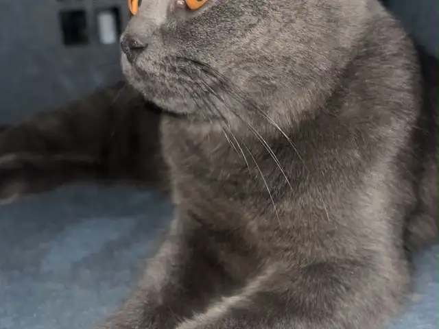 Шатланская кошка, Душанбе