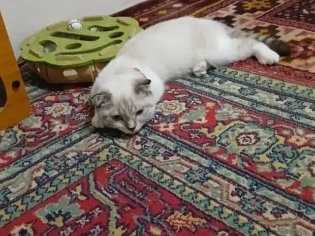 Кошка шотландская, Душанбе