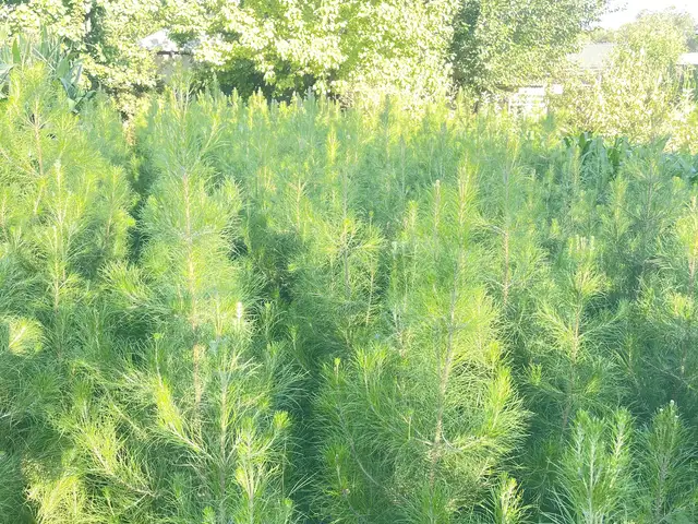 Сосна, Деваштич (Ганчи)