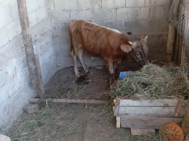 Букача, Душанбе