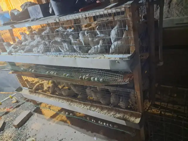 Тухми будана, Душанбе