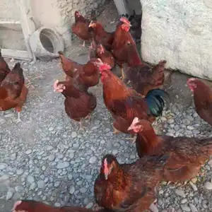 Чучаи Ломан Браун, Худжанд