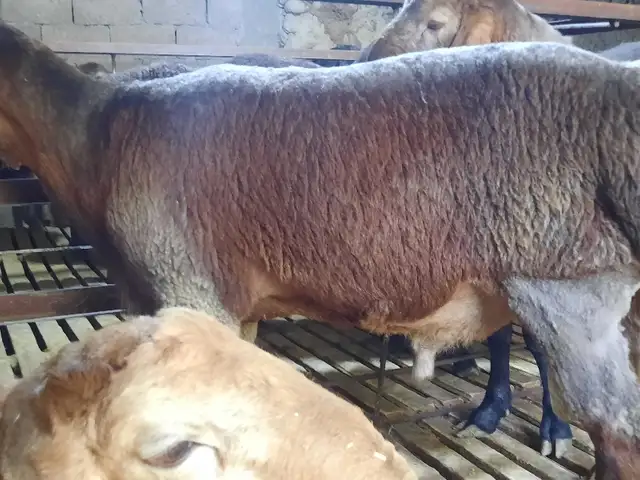 Барра, Худжанд