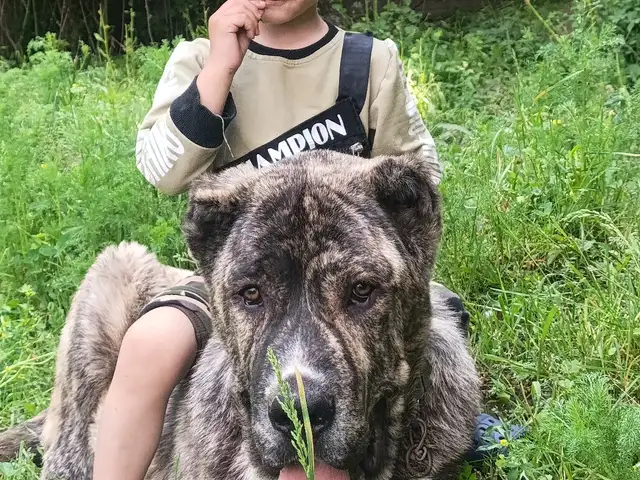 Саги алабай, Душанбе