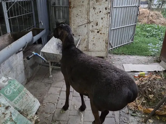 Гусфанд, Душанбе