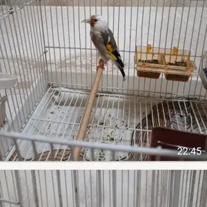 Саъба, Кӯлоб