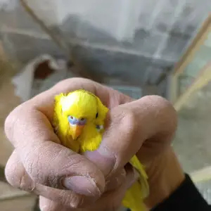 Попугай, Душанбе