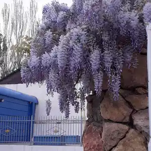 Лиана глициния китайская, Душанбе