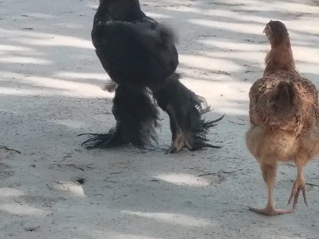Чучаи брама, Турсунзаде