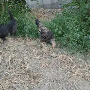 Хуруз ва мург, Худжанд