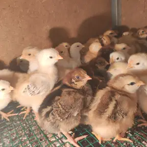 Чучаи Ломан Браун, Вахдат