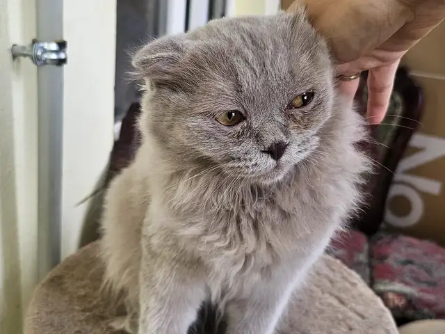 Шотландский длинношерстый вислоухий котик, Душанбе - 6