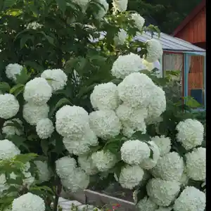 Калина Бульденеж, Душанбе