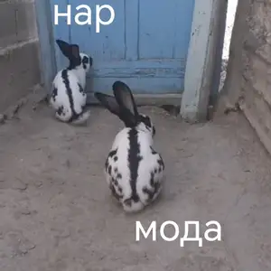 Харгуш, Душанбе