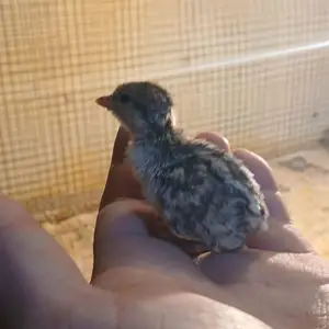 Кабки дулани Эрон, Душанбе