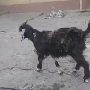 Буз, Гиссар