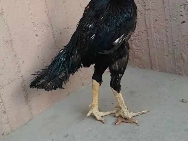 Даканг, Хуҷанд