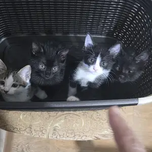 Котята, Душанбе