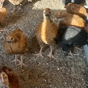 Чӯҷаҳо, Хуҷанд