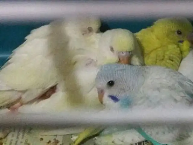 Попугай, Душанбе