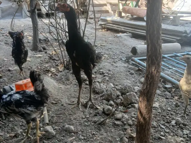 Дакан, Душанбе