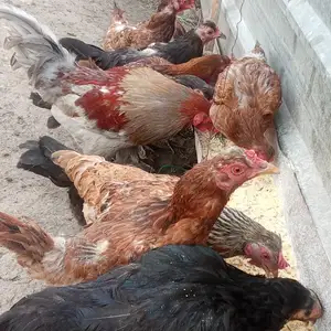 Мург, Душанбе