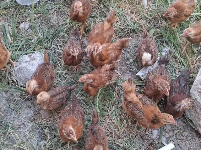 Чучахои зоти, Хуҷанд