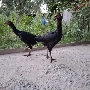 Мокиён дакан, Душанбе