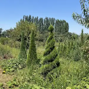 Дерево Можжевельник, Душанбе