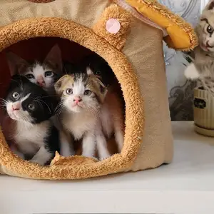Шотландская кошка, Душанбе