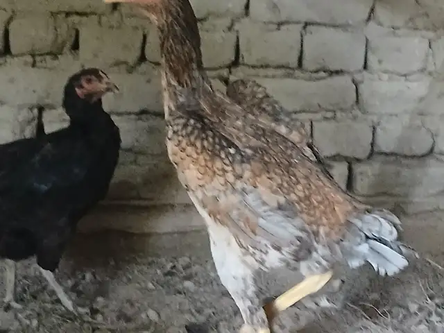 Дакан, Канибадам