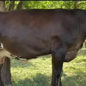 Гов, Худжанд