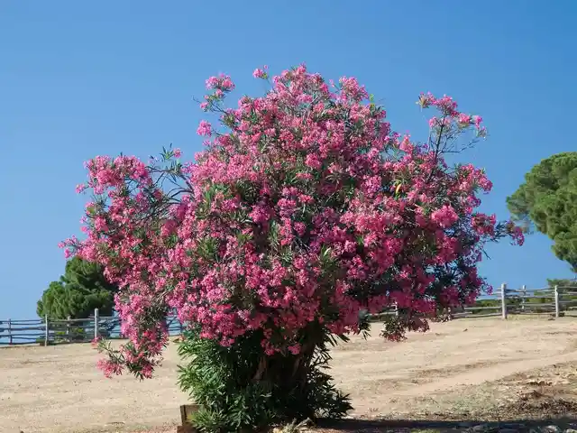 Алиандра, Худжанд