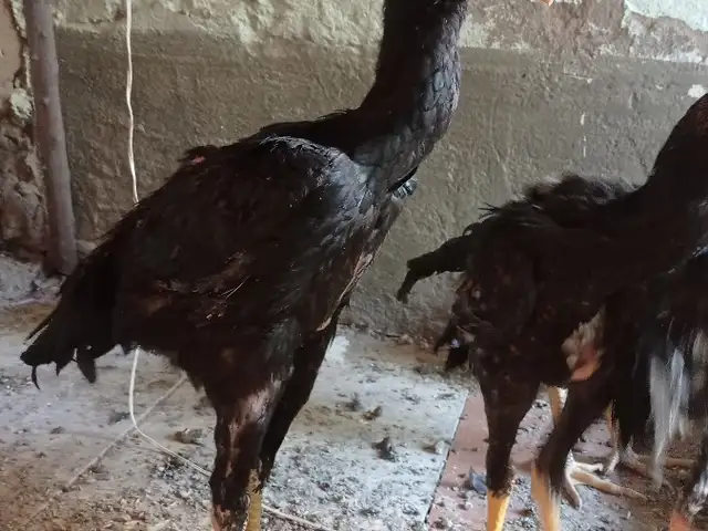 Дакан чучахои зоти О шамо Ветнам, Рӯдакӣ