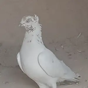 Кафтар чини, Душанбе