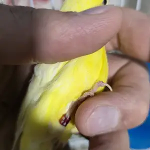 Канарейка, Душанбе