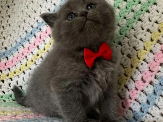 Шотландский котята, Душанбе