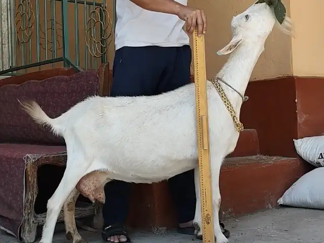 Бузи ширдор, Хуҷанд