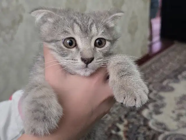 Шотландские вислоухие кошки, Душанбе