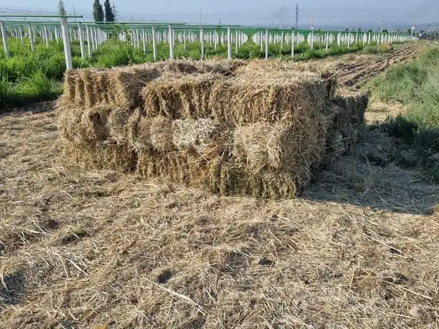 Алафи таги ток, Худжанд