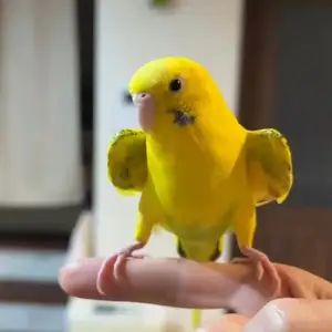 Попугай, Душанбе