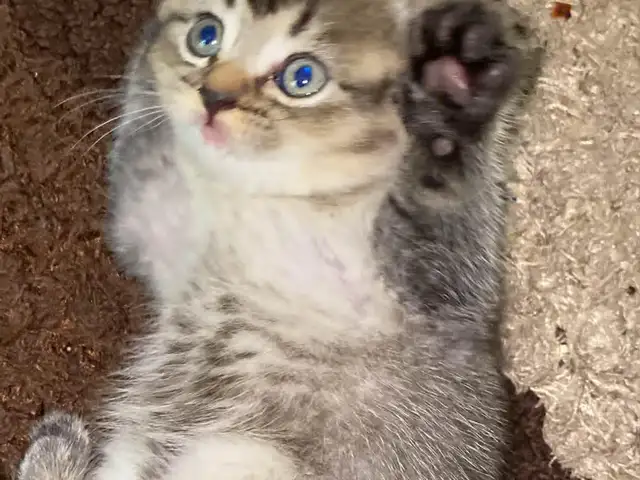Шотландский кот, Душанбе