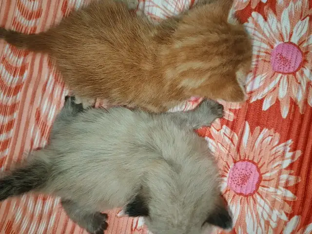 Котята, Душанбе