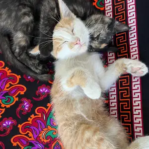 Отдам котят в добрые руки, Конибодом