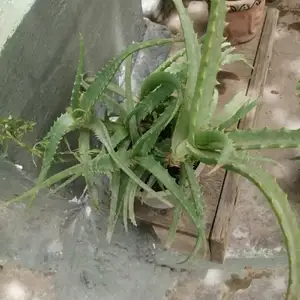 Алоэ, Душанбе
