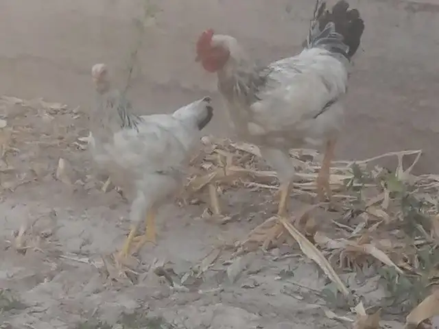 Мург Рябушка, Ҳисор